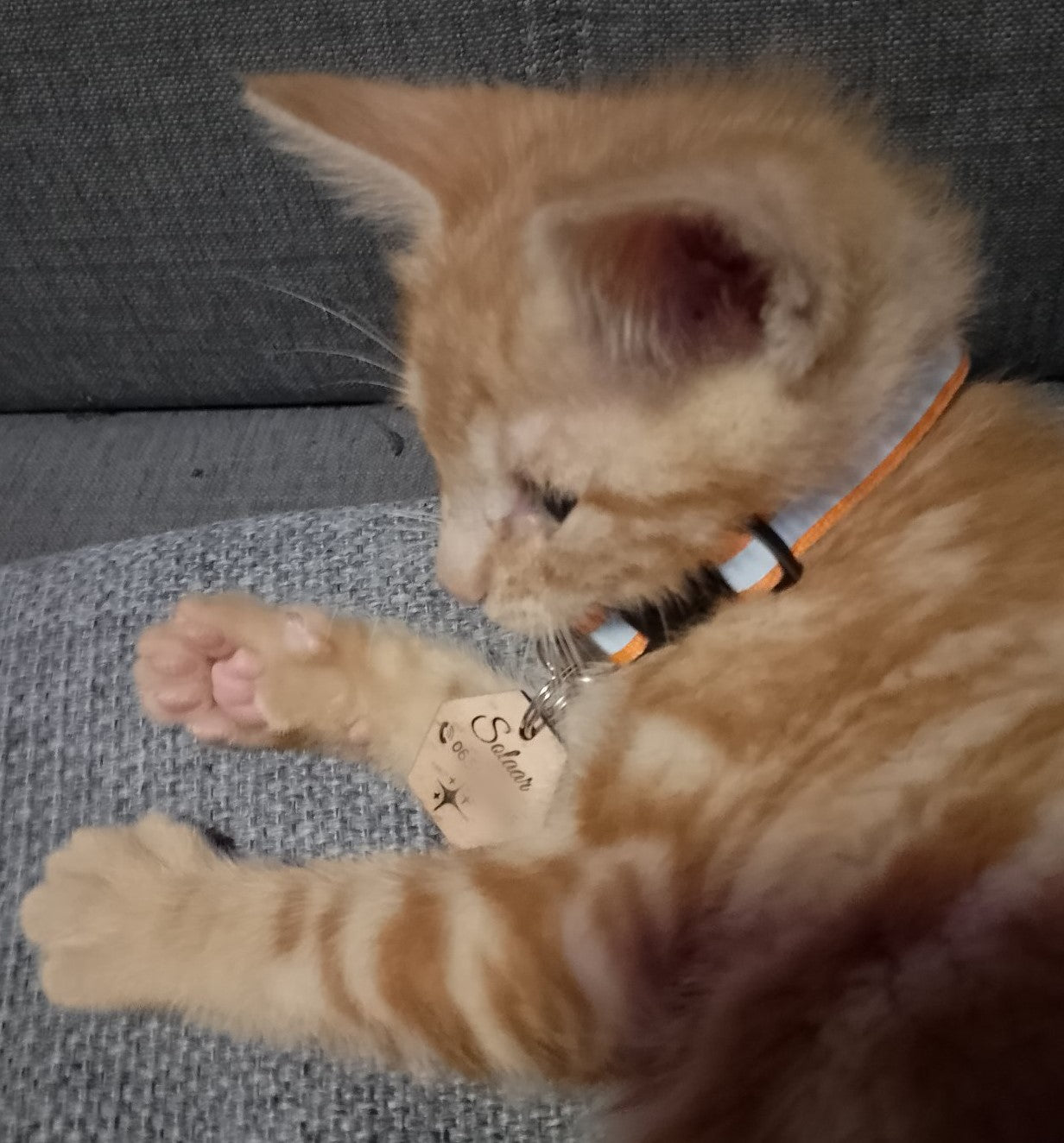 Médaille d'identification en bois pour animaux - chien chat - Personnalisation gravure laser